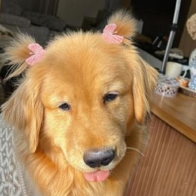 dumb little tboy mutt,,,,, dms are open💗