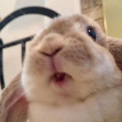 elibobeep's profile picture. 