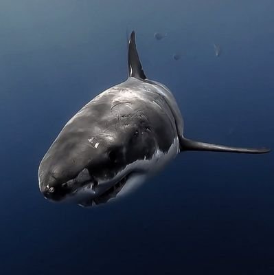 333666111eu's profile picture. dark knight ekolü