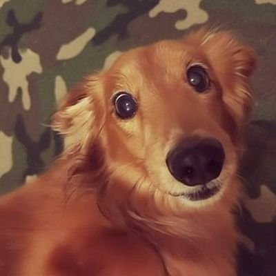 うたたね🐾🐾