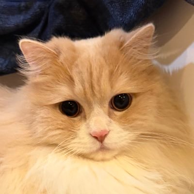 watapapa119's profile image