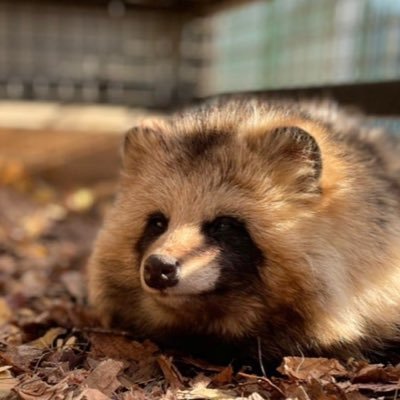 うにゅリング