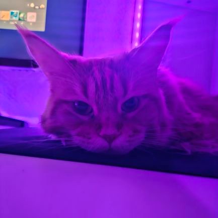 KebabZB's profile picture. Chill/guy