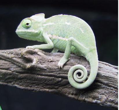 dizak's profile picture. 