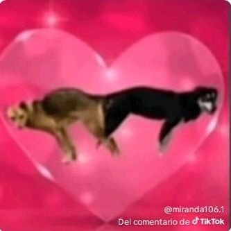 elzorrojapones_'s profile picture. :/