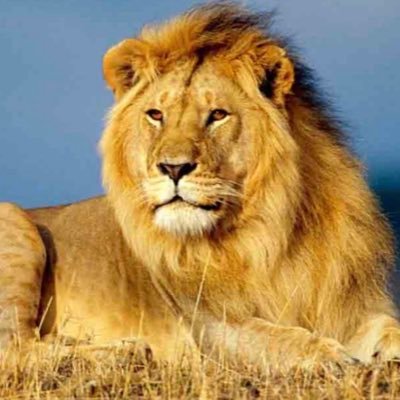 Rebel_Yaaghi's profile picture. 🇮🇷