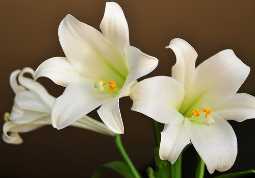 Family owned and operated flower shop located in Nelsonville, Ohio.