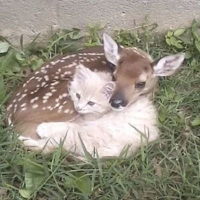 justTLPgirl's profile picture. #bpdtwt ✦ She/Her ✦ Mente intensa, corazón sensible • ୨୧ Soft Soul ୨୧