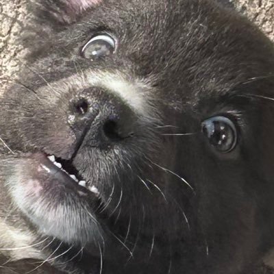 babablossomm's profile picture. 🐈‍⬛⸝⋆ 领若楠 ⋆˚𝜗𝜚˚⋆