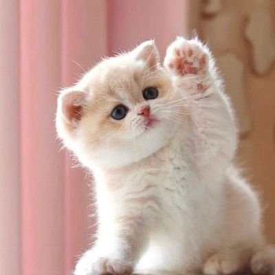 AliHassan480408's profile picture. 