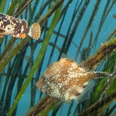 hironokaminokae's profile picture. 民俗