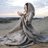 ayishah68165032's profile image