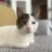 ceyscida's profile image