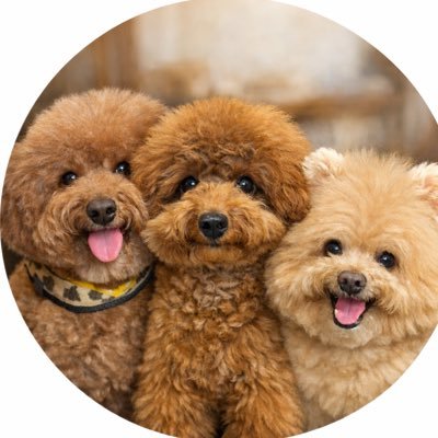 トイプー蘭♀2024年10月27日16歳5ヶ月でお空へ🌈 トイプー蓮♂2025年6月6日9歳と9ヶ月でお空へ🌈  トイプーぽんすけ♂現在生後6ヶ月