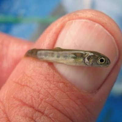 givemeursolana's profile picture. I’m just here so I won’t get fined