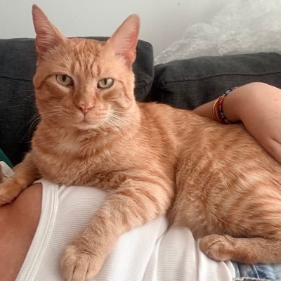 Sinceramenchi's profile picture. no hice nada con mi vida