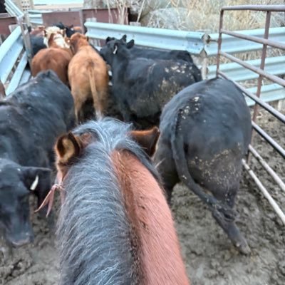 silagechopper's profile picture. A cattle feeder. A retired custom silage cutter. And a retired truck driver. Destroying the Ol Murley place one hoof print at a time. Amateur tractor collector.