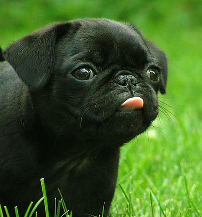 pug-pugs-239511_407_436.jpg