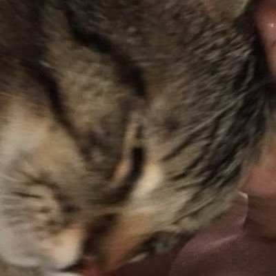 shishipv4's profile picture. 