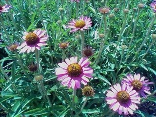 LaureenBlissard's profile picture. 