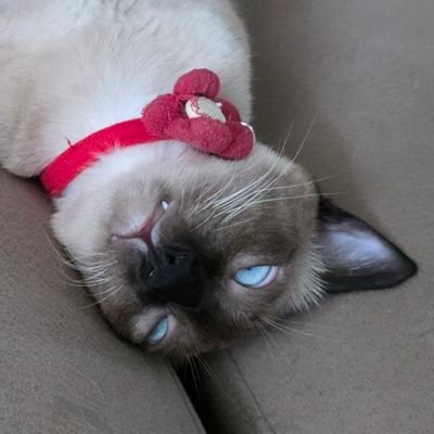 8aprilphoxz's profile picture. ติ่งอาปู 🦀, มาดามแพ, นางแบกมุ้งพี่จอม ❤️ จะกาสีแดงจนกว่าอาปูจะได้กลับบ้าน & 🧡 Ballistik Boyz (เมน 3 คน = 🐍MIKU 🦁MASA 🐻‍❄YOSHI)💙 Nont Tanont 🌊 Samui K1