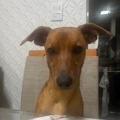 Analaursouza's profile picture. não sei fazer bio