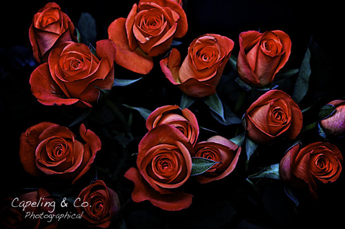 Capeling_and_co's profile picture. Kent wedding photography studio.  Family photography business based in Maidstone, Kent.