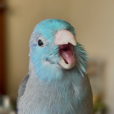 mame_ko_inko3's profile picture. インコ達を溺愛し、w-inds.さんの出戻りファンになった関西人の主婦です。サザナミのきい、くう。マメルリハのうにとたまと暮らしています（＾ω＾）インコ雑貨作ってます！別アカウント→@uchinokotachi ミンネさんにて通販もしています。