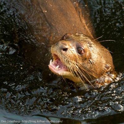 wYStt5yGAZ78683's profile picture. @wLQeBkA4sy59034←旧世界　|　＃ジト目応援隊　|　11歳♂　|　1000垢目標　|　あだ名は児ポ　|　フォロバほしいなあそうに決まってる