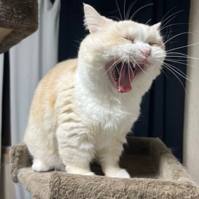 OW_Yaki's profile picture. 