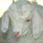 gimbok_'s profile image