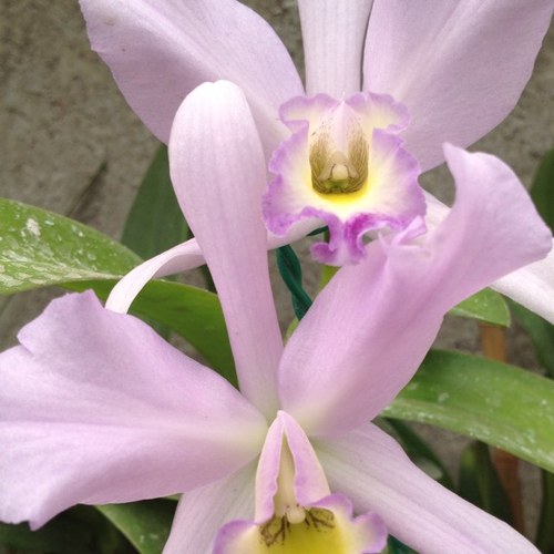 NemesisCruz's profile picture. 