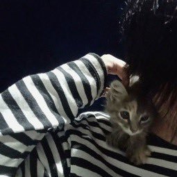 meeowli's profile picture. ⠀ ⠀ ⠀ ⠀⠀ ⠀ ⠀ ⠀ ⠀ ⠀ ginger