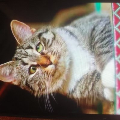 alcay385709's profile picture. 