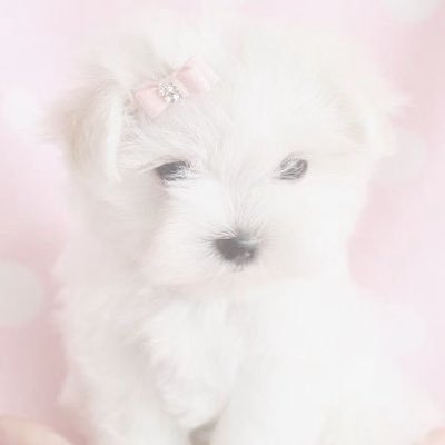 lexizpawz's profile picture. ꒰  𝒫𝓊𝓅𝓅𝓎 ℊ𝒾𝓇𝓁  ⸝⸝ ♡ྀི ꒱                                          ℐ 𝒽𝒶𝒷 𝓃ℴ 𝒹𝓃𝒾 .ᐟ ֹ ₊