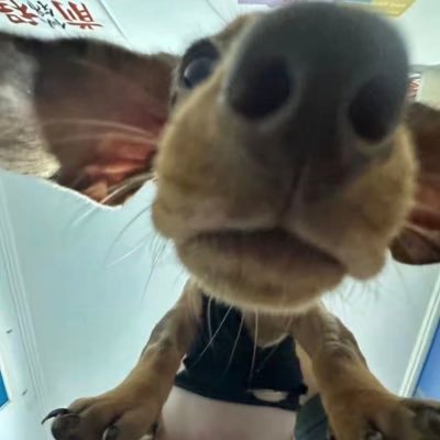 guauguauuuuu's profile picture. el cachorrito de la cuadra