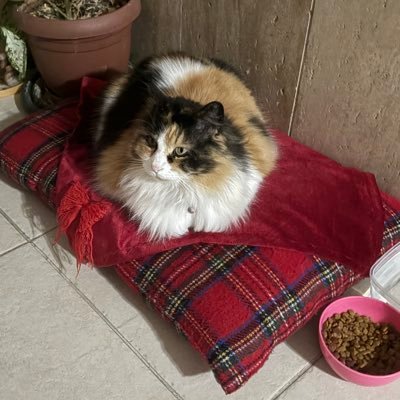 qulcin21's profile picture. 