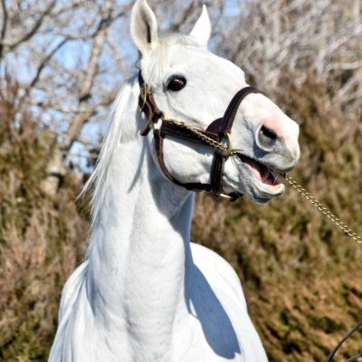 Gold Wλlls 天の力 🦁🇦🇷 ~ Tipista De Tipito ~