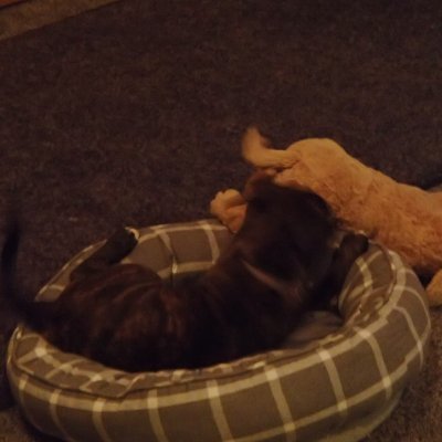 DrSNWilson's profile picture. "Unofficial fan hub for @1drcole, f/b @Mollyploofkins @donwinslow @joncoopertweets @mmpadellan @funder #Animals #Climate #BLM #GunControl #NoICE CHAT=BLOCKED