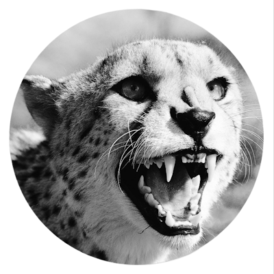 mraquntra's profile picture. 