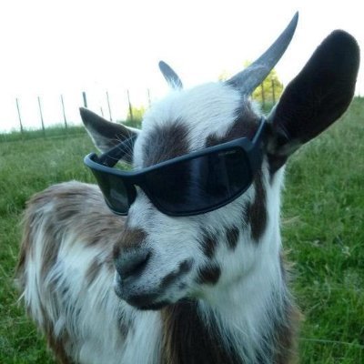 @imaboredgoat