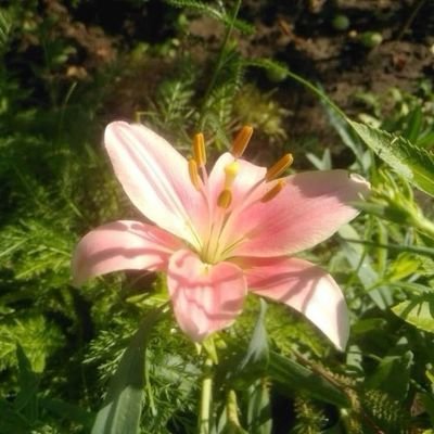 louibadoobee's profile picture. 