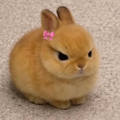 ginavakili's profile picture. Am I the NPC?