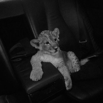 toninfps1's profile picture. fla