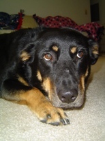 CrayolaRocksOn's profile picture. Doggie Blogger, German Shepherd-Rot mix. I am the pampered pooch rescued from the Union County Humane Society by @mrsrockon & @rockson. I am very spoiled!