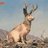 Deercatdude's profile image