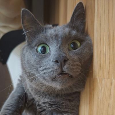 moreamanorhorse's profile picture. 