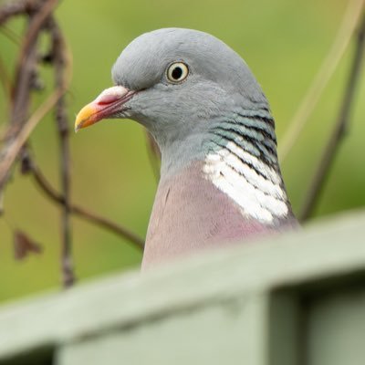 L1LW3BB02's profile picture. Man United ❤️🤍🖤 | PSG ❤️🤍💙 | 23 years old