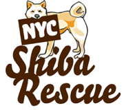 501(c)(3) breed-specific rescue organization rescuing Shiba Inu and Shiba mix dogs in the NYC metropolitan area and beyond.