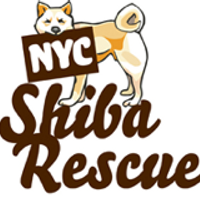 NYC Shiba Rescue (@nycshibarescue) 's Twitter Profile Photo NYC Shiba Rescue (@nycshibarescue) 's Twitter Profile Photo